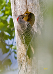 Northern Flicker